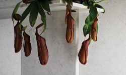 5000_London_Grey_DPS_LR