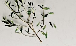 5141_frosty_carrina_olives close up3