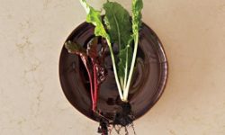 5220_Dreamy_Marfil_CloseUP_2