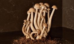 5380_Emperadoro_CU_Earth